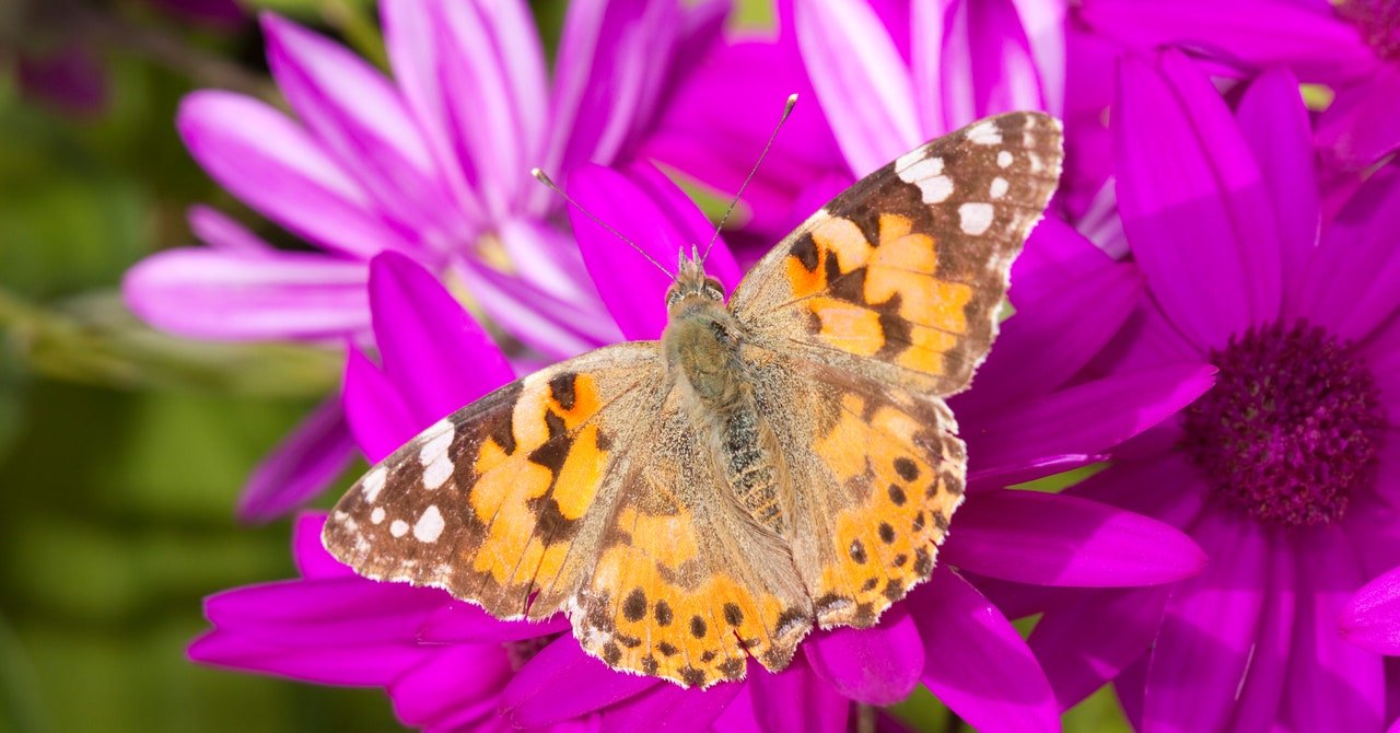 How a Group of Butterflies Managed to Fly 4,200 Kilometers Without Stopping