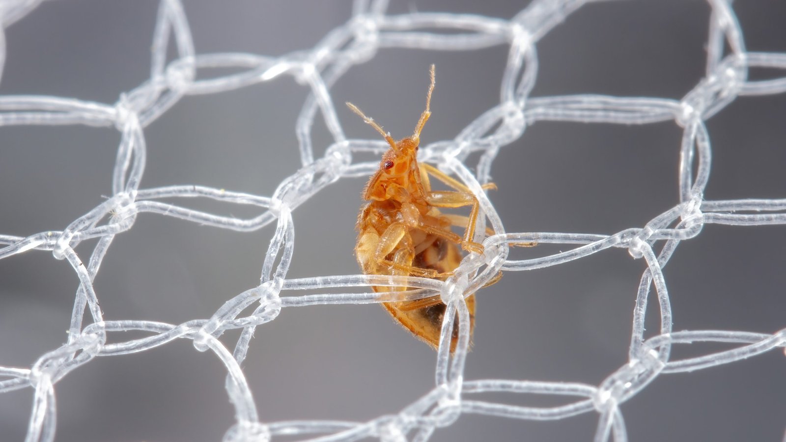 Insects Are Outsmarting Malaria Nets – and It Could Have Severe Consequences