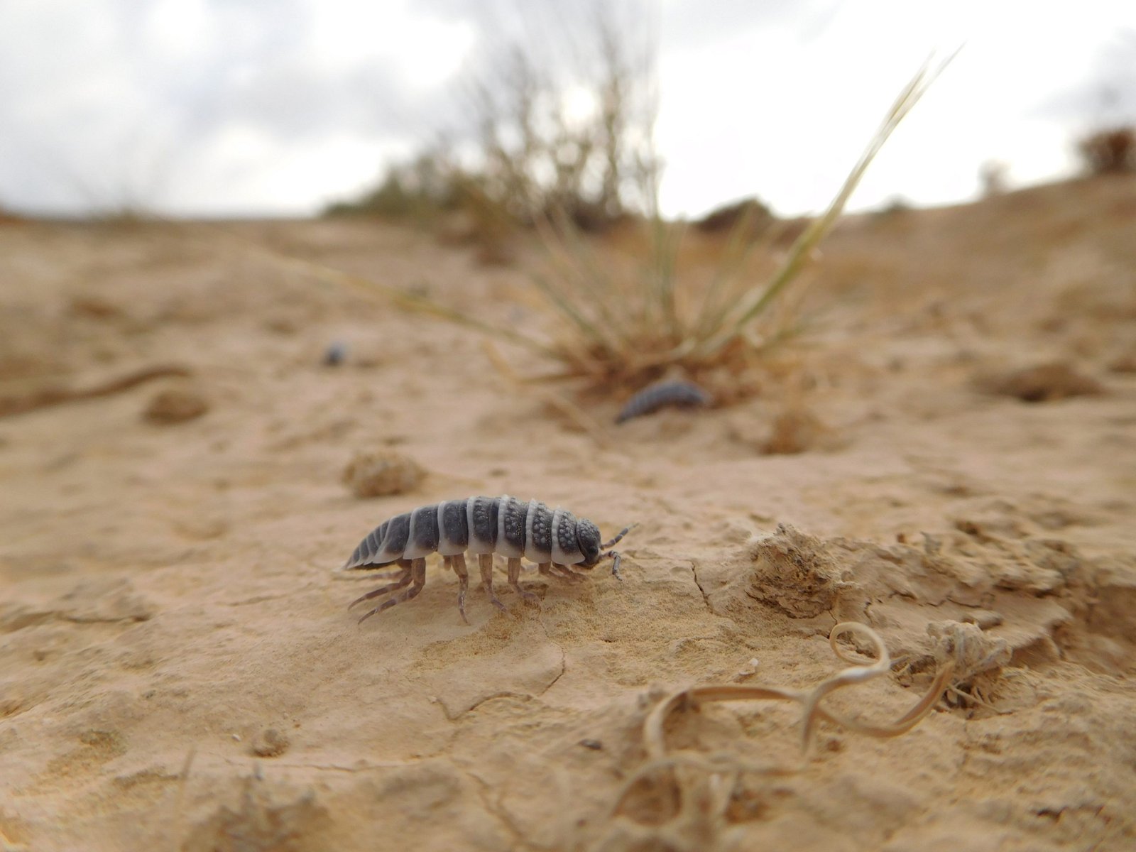 New Research Deciphers the Complex Diet of Desert Isopods