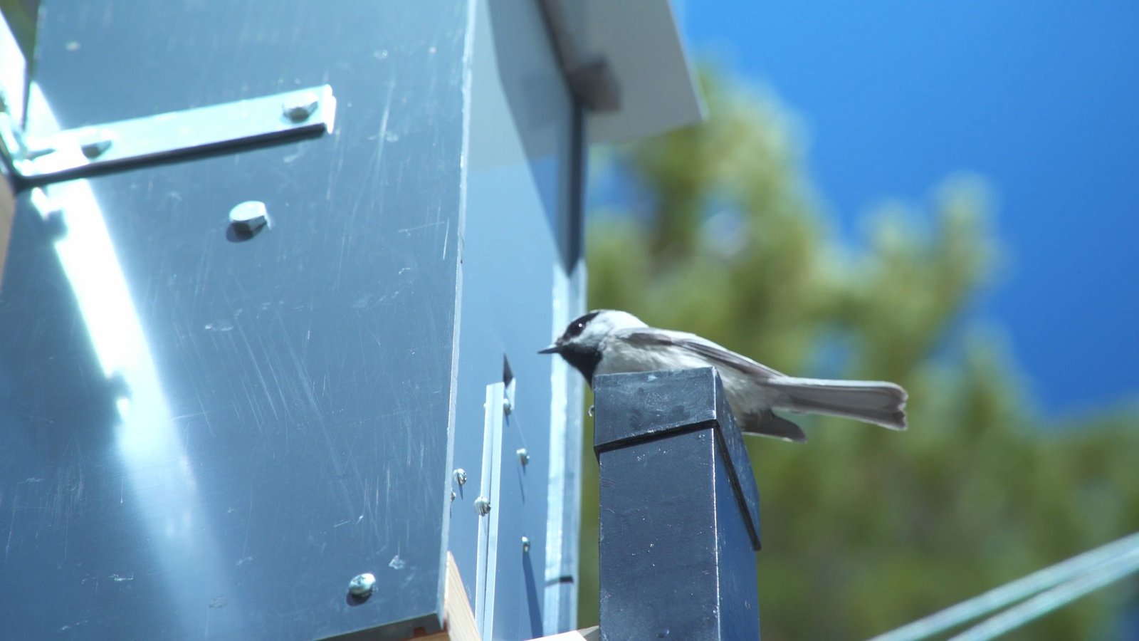 This Tiny Species of Birds Has a Remarkable Spatial Memory That’s Even Better Than Humans – New Research Explains Why