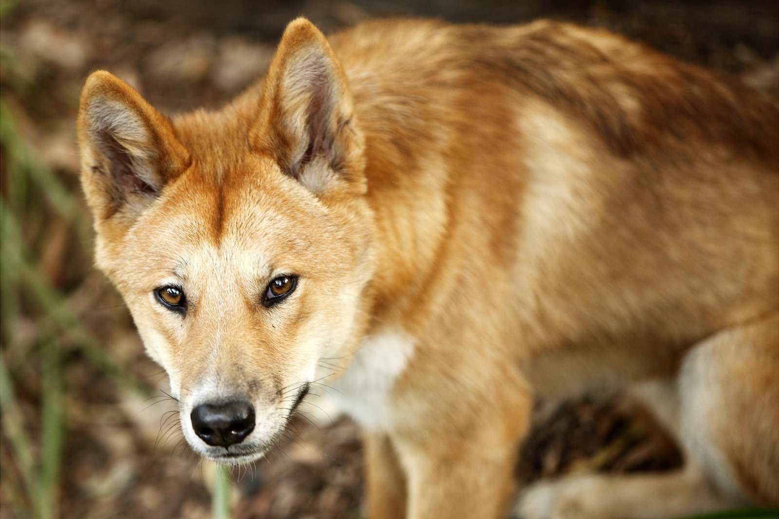 What Really Separates Dingoes From Dogs? Ancient DNA Holds the Answer