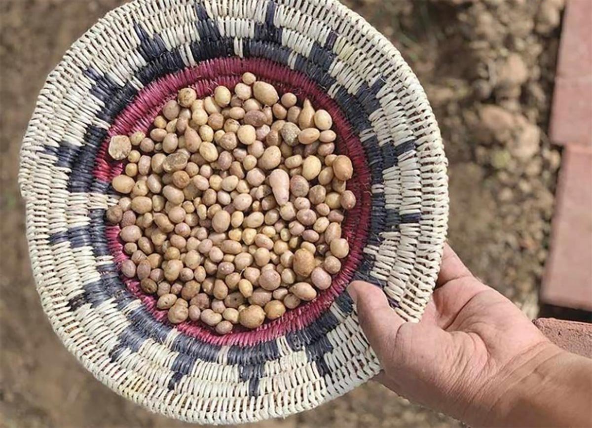 Ancient Potatoes Reveal Indigenous Agricultural Genius