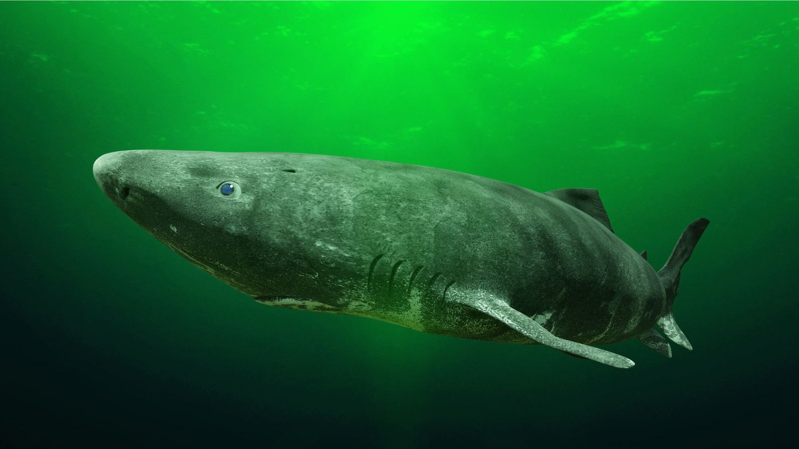 Experimental Research on the World’s Longest-Living Vertebrate Reveals New Anti-Aging Secrets