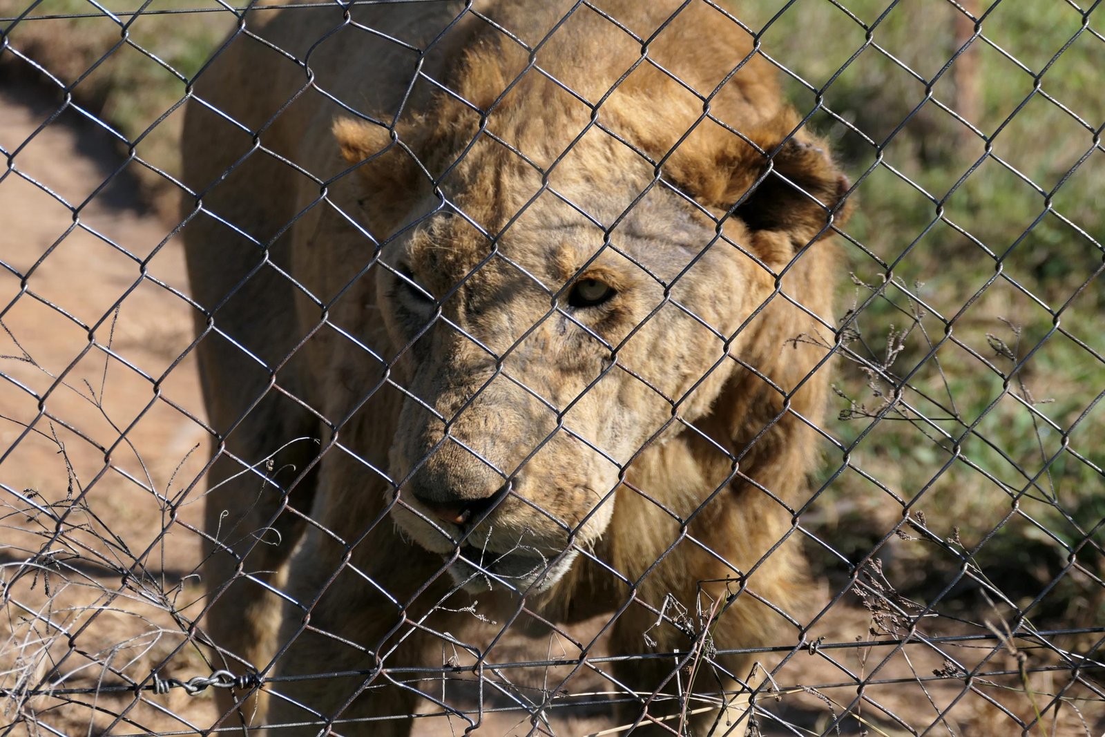 Exposing the Cruel Trade of Captive Lions