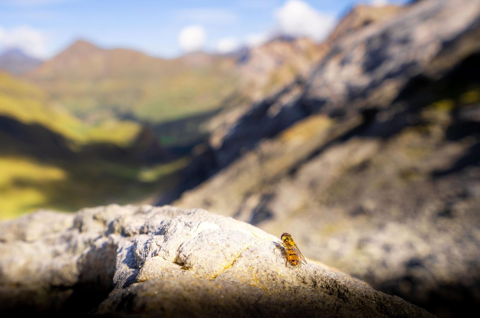 Over 17 Million Insects Migrate Through a Single Mountain Pass Each Year