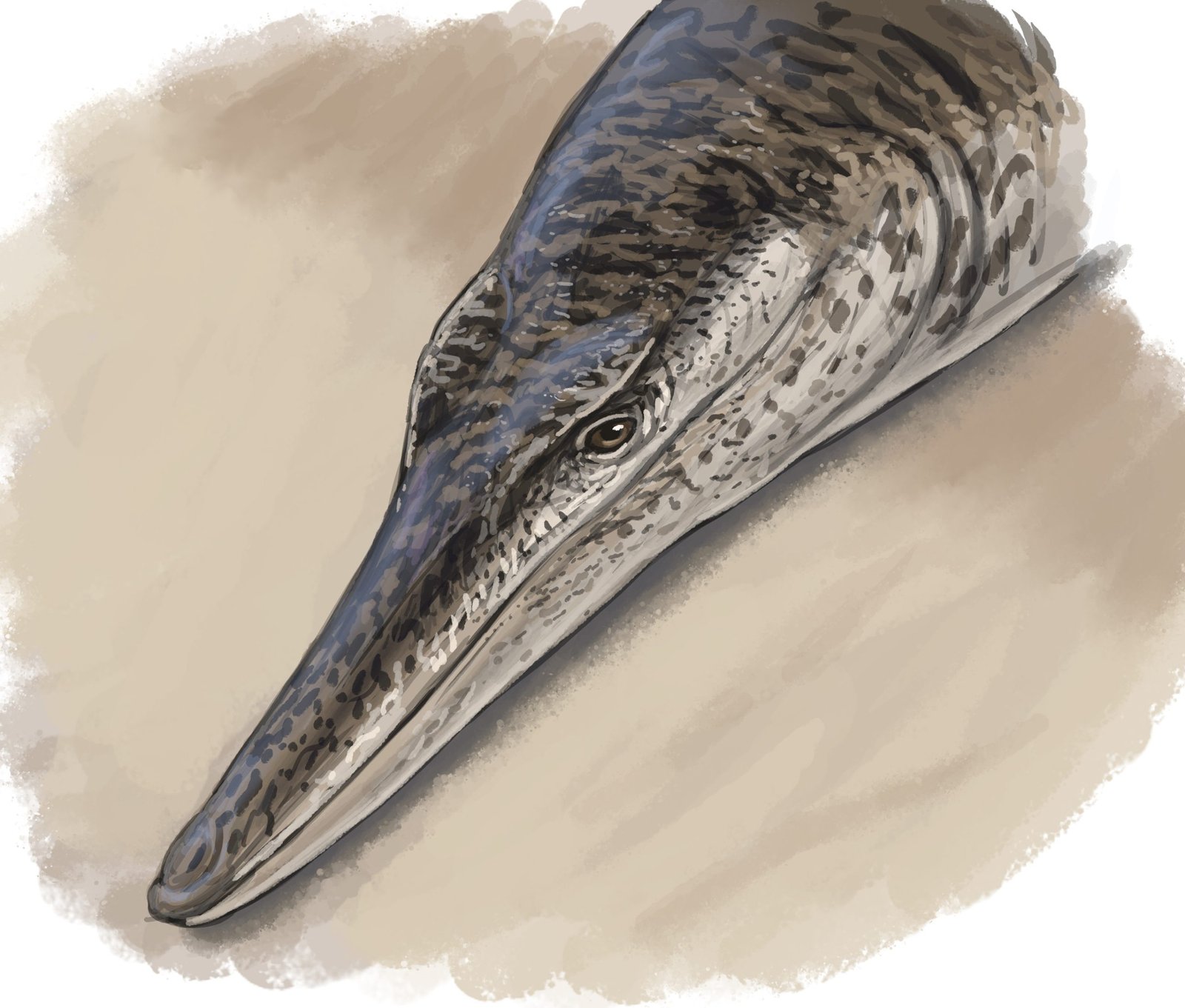 Paleontologists Discover Unique Dolphin-Like Marine Crocodile From the Age of the Dinosaurs