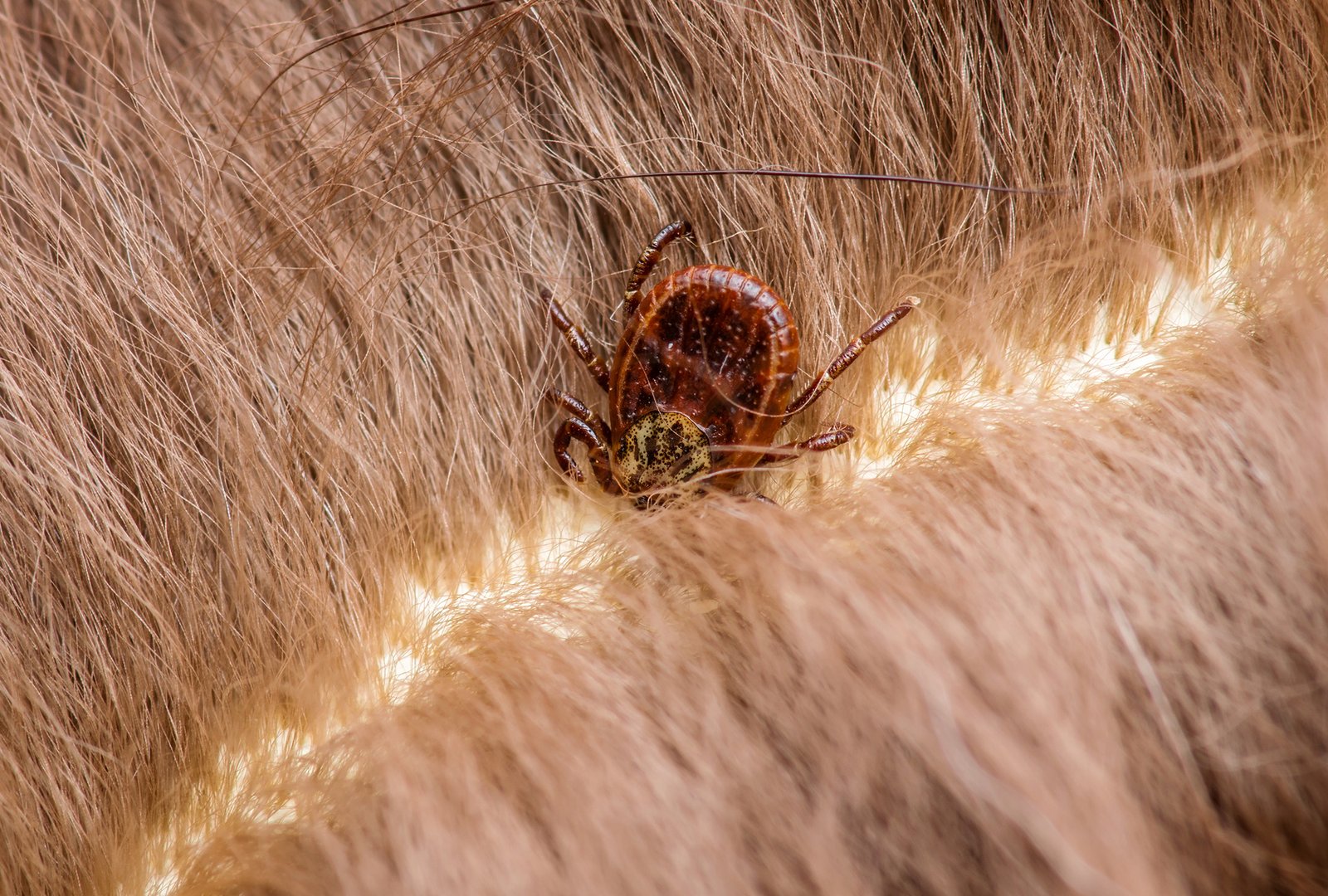 Scientists Crack Lyme Disease’s Genetic Code, Paving the Way for Better Diagnosis and Treatment