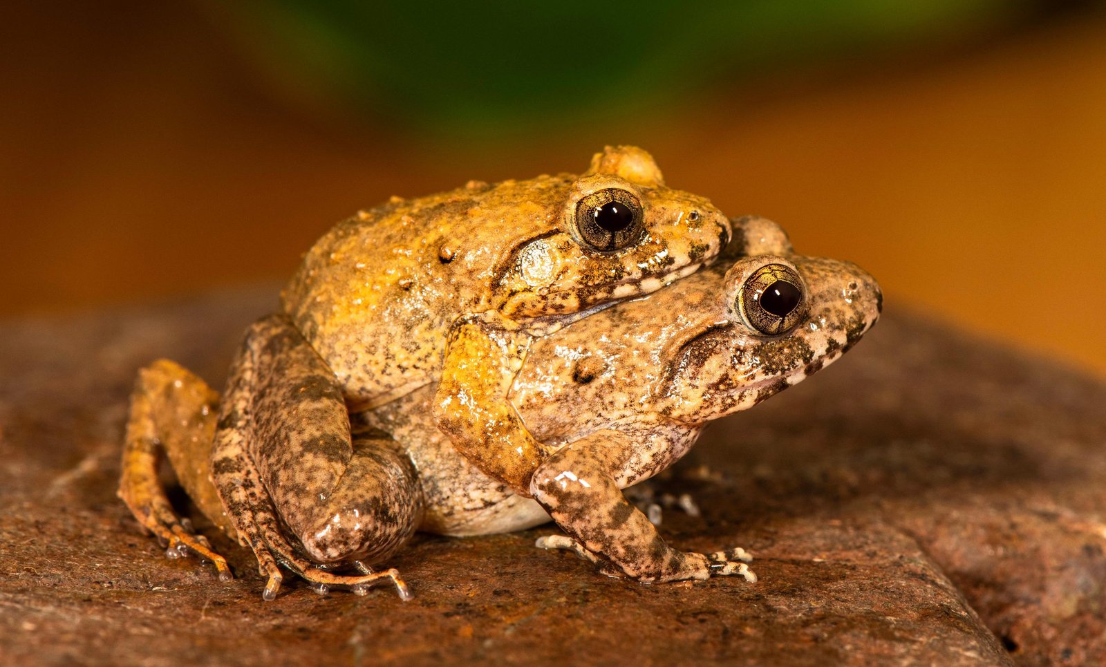 Scientists Discover Unusual Frog That Breeds Upside-Down