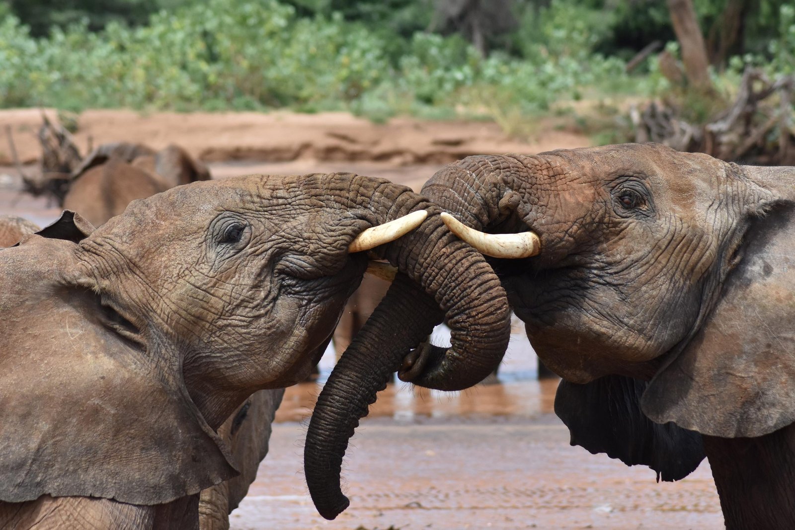 Study Finds Elephants Communicate Using Names, Just Like Humans