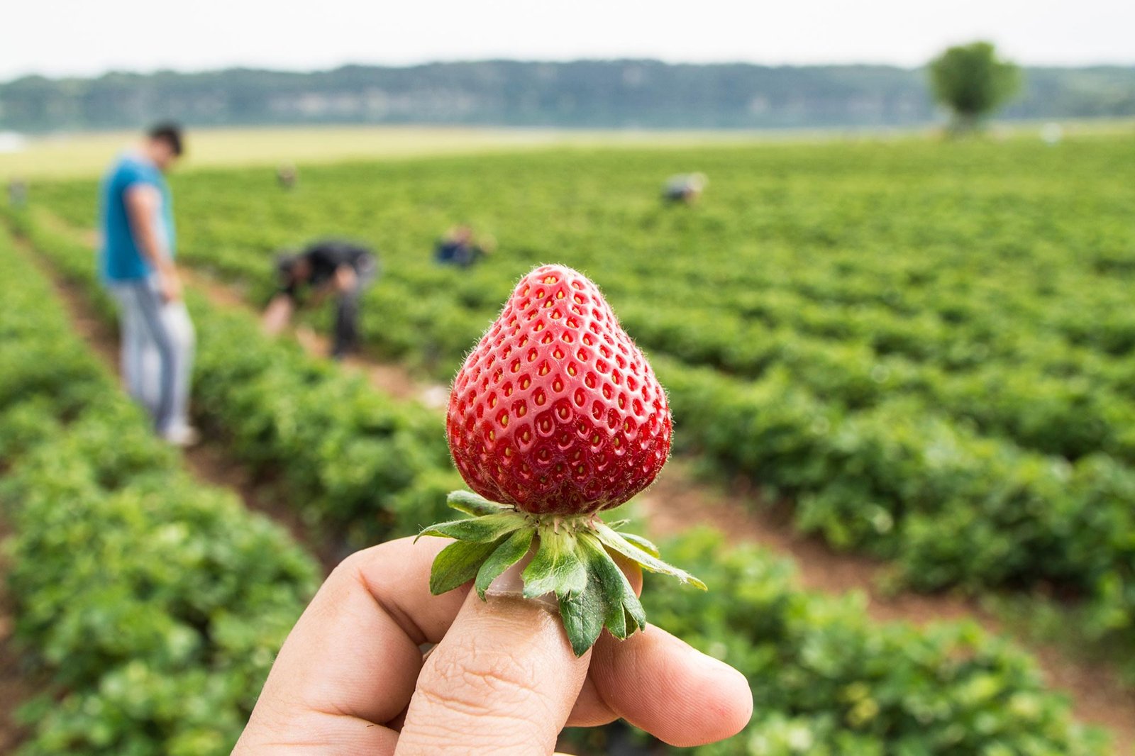 Superior Strawberries Unlocked Through Genetics