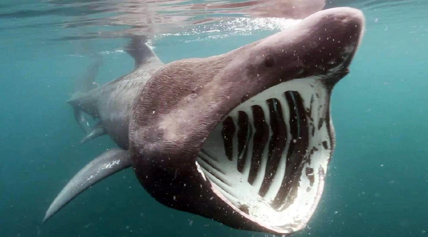 Unprecedented Footage Reveals Boat-Strike Impact on Endangered Basking Shark